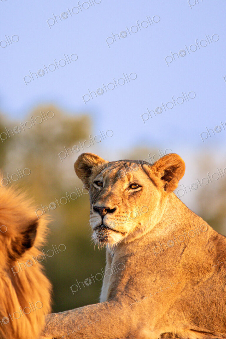 A lioness, Panthera leo, lying down, golden light.