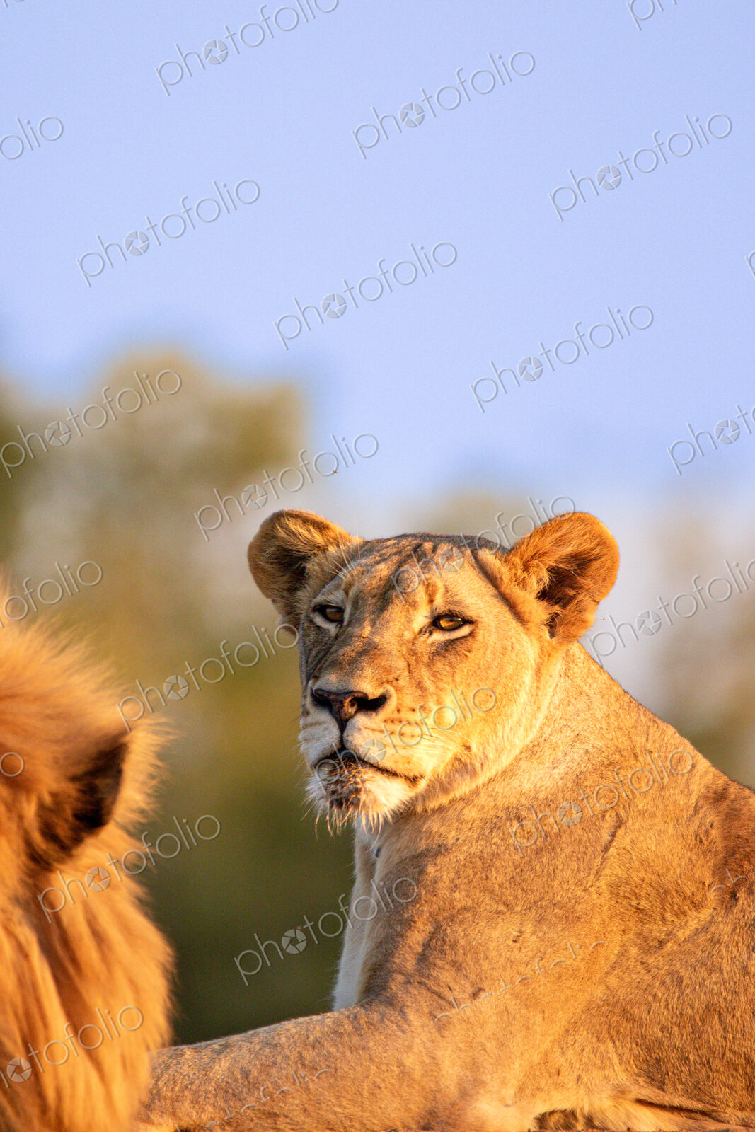 A lioness, Panthera leo, lying down, golden light.