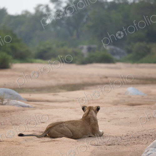 A lioness, Panthera leo, lying in a riverbed. A lioness, Panthera leo, lying in a riverbed.