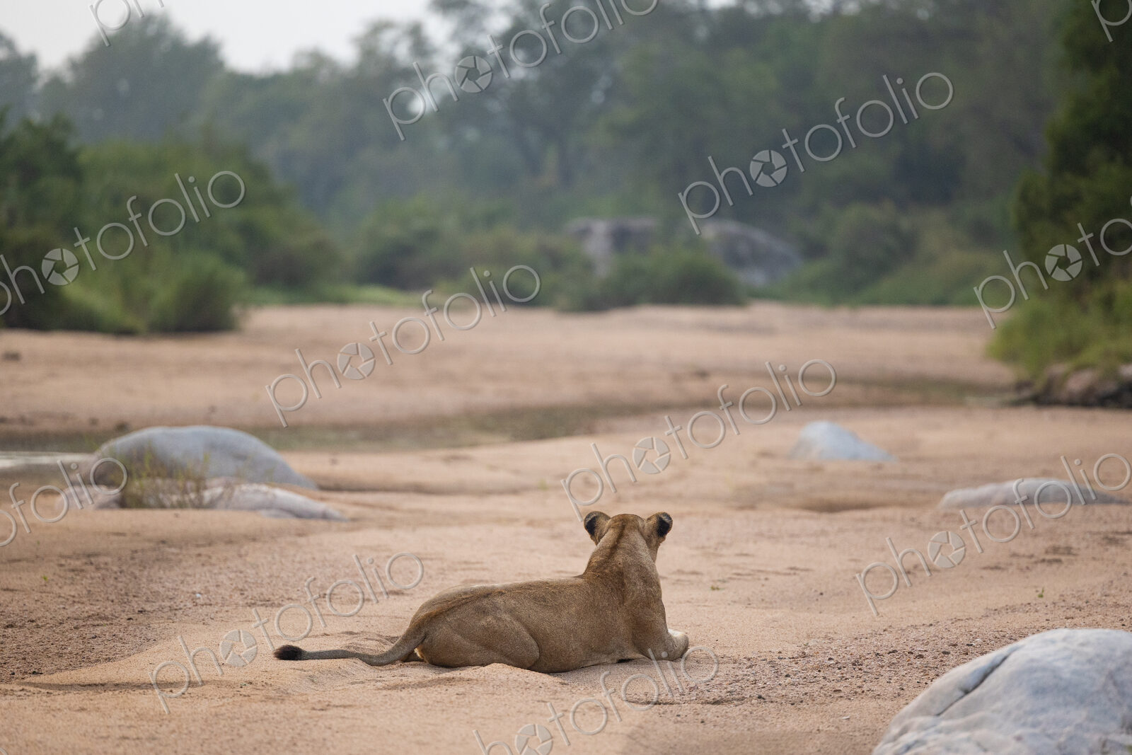 A lioness, Panthera leo, lying in a riverbed.