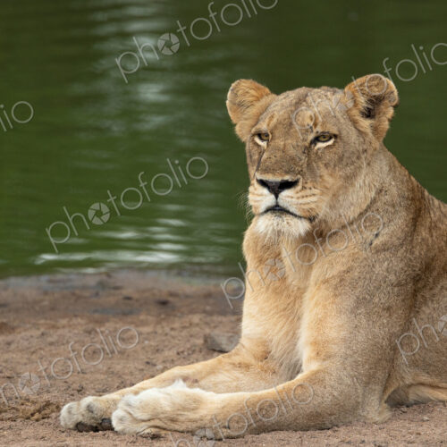 A lioness, Panthera leo, lying next to a dam. A lioness, Panthera leo, lying next to a dam.