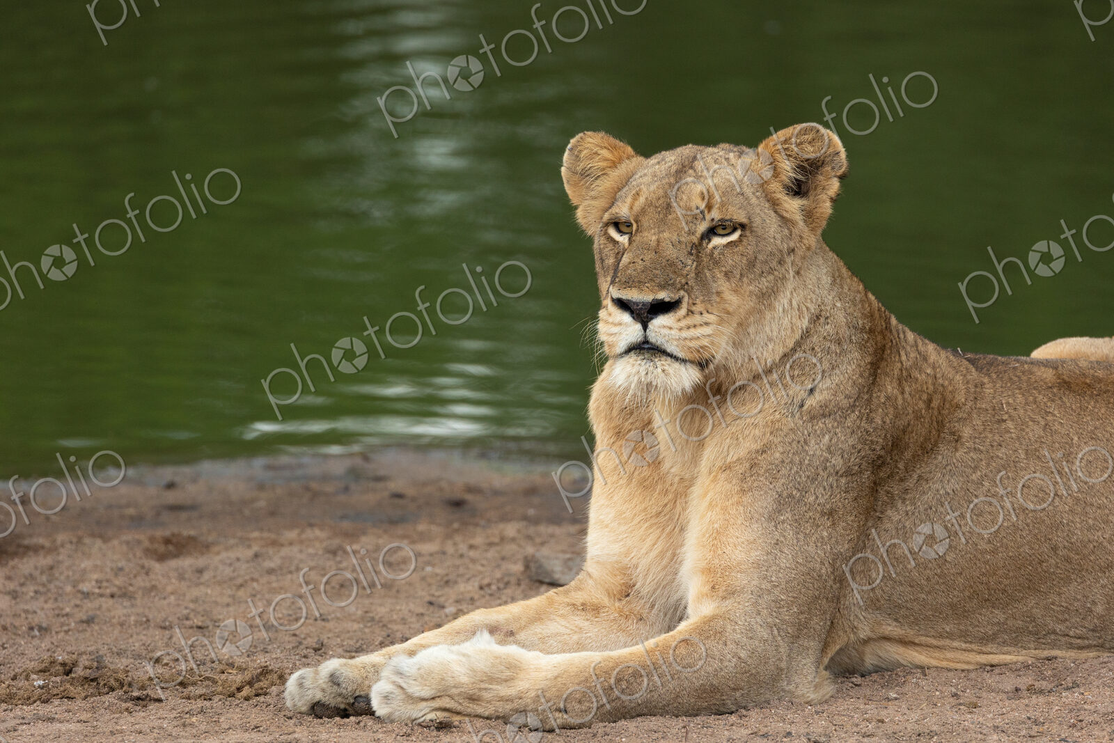 A lioness, Panthera leo, lying next to a dam.
