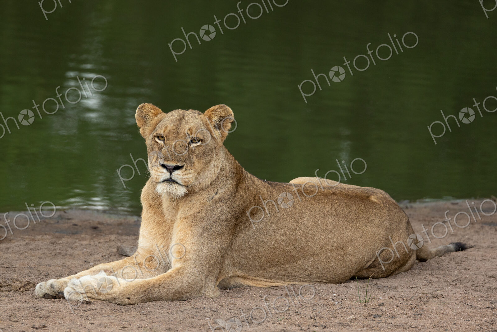 A lioness, Panthera leo, lying next to a dam.