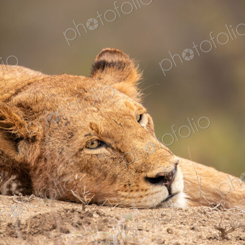 A lioness, Panthera leo, lying on the ground, close-up. A lioness, Panthera leo, lying on the ground, close-up.