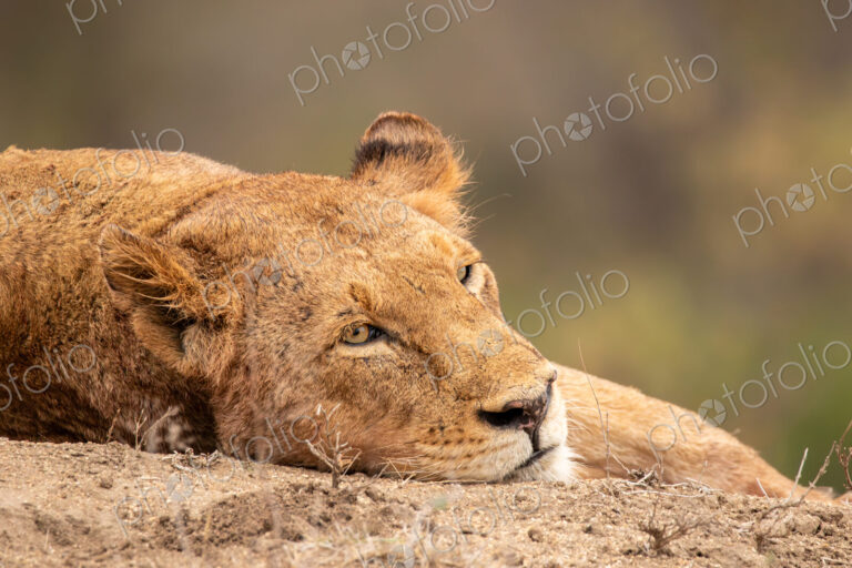 A lioness, Panthera leo, lying on the ground, close-up.