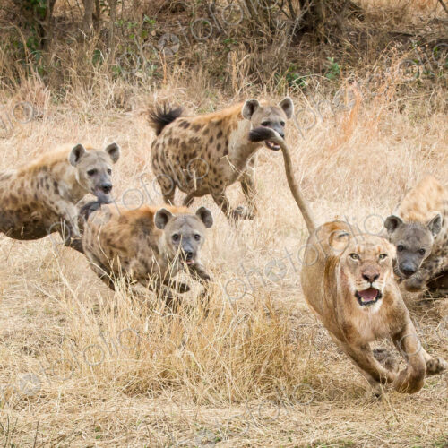 A lioness, Panthera leo, runs away with its tail up, wide eyed and mouth open as four… A lioness, Panthera leo, runs away with its tail up, wide eyed and mouth open as four…