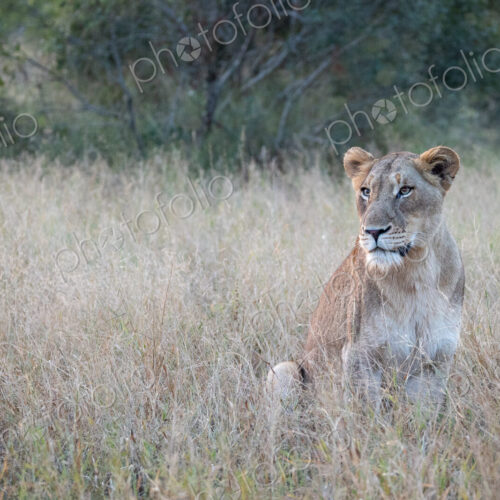 A lioness, Panthera leo, sitting in long grass. A lioness, Panthera leo, sitting in long grass.