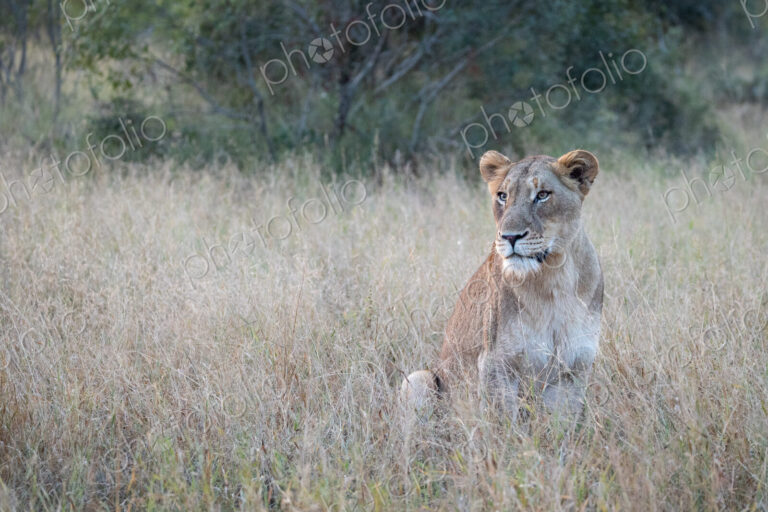 A lioness, Panthera leo, sitting in long grass.