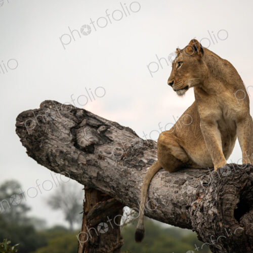 A lioness, Panthera leo, sitting on a fallen over tree. A lioness, Panthera leo, sitting on a fallen over tree.