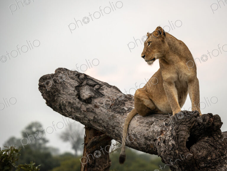 A lioness, Panthera leo, sitting on a fallen over tree.
