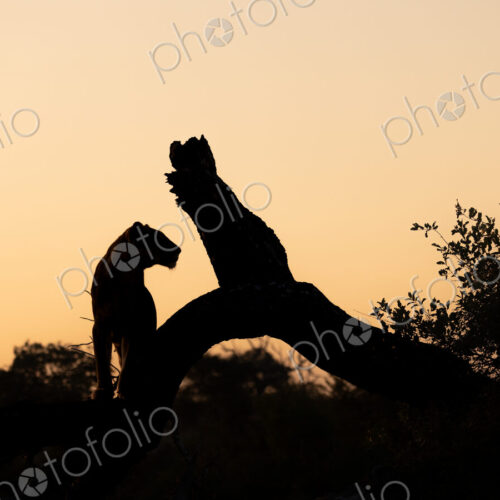 A lioness, Panthera leo, sitting on a tree, during sunset. A lioness, Panthera leo, sitting on a tree, during sunset.
