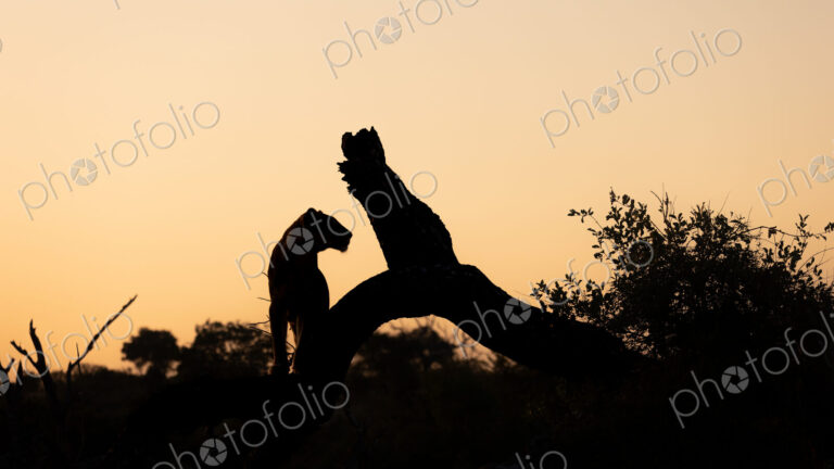 A lioness, Panthera leo, sitting on a tree, during sunset.