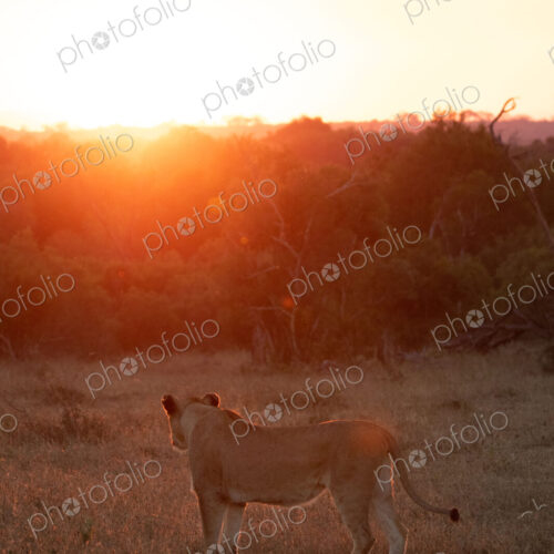 A lioness, Panthera leo, standing against a sunset backdrop. A lioness, Panthera leo, standing against a sunset backdrop.