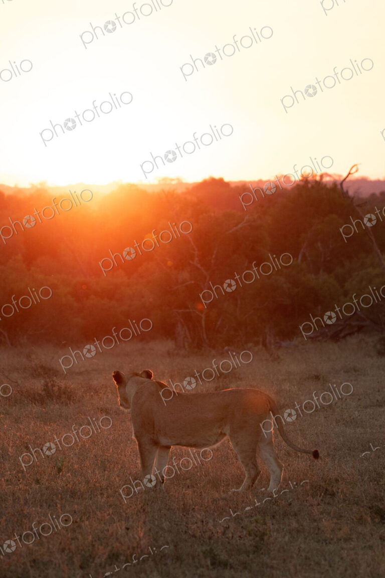 A lioness, Panthera leo, standing against a sunset backdrop.