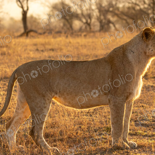 A lioness, Panthera leo, standing in golden light. A lioness, Panthera leo, standing in golden light.