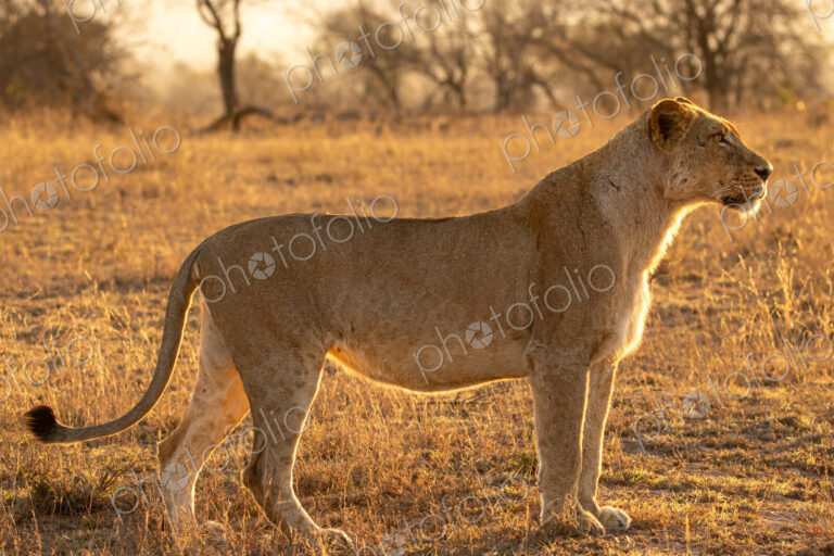 A lioness, Panthera leo, standing in golden light.