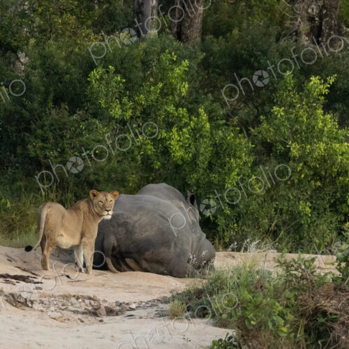 A lioness, Panthera leo, standing next to a rhino, Rhinocerotidae. A lioness, Panthera leo, standing next to a rhino, Rhinocerotidae.