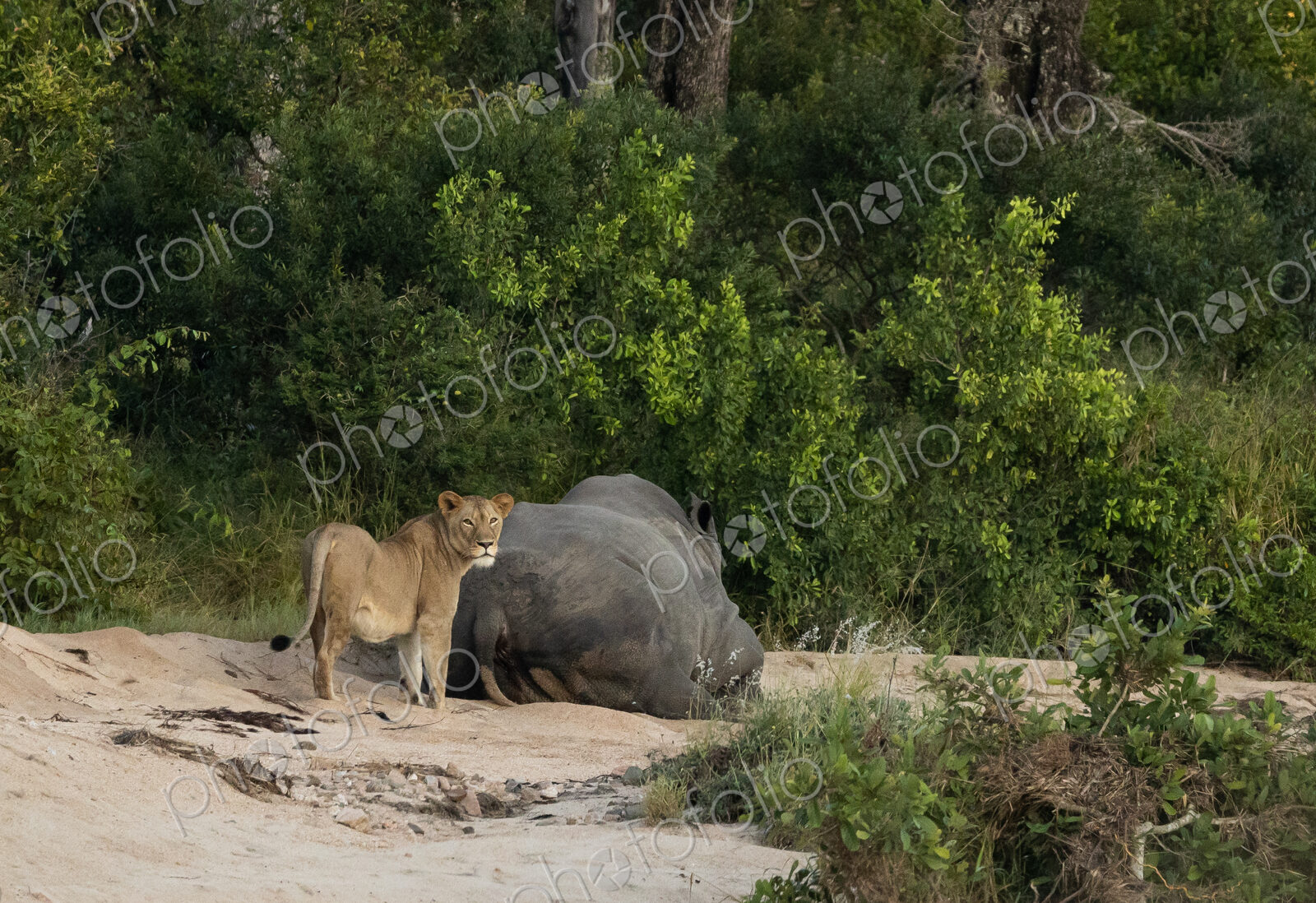A lioness, Panthera leo, standing next to a rhino, Rhinocerotidae.