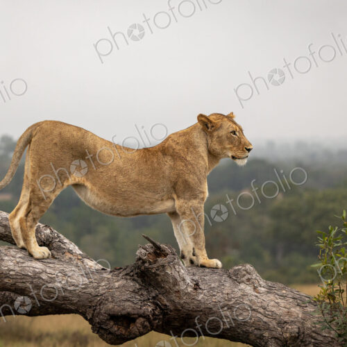 A lioness, Panthera leo, standing on a fallen over tree. A lioness, Panthera leo, standing on a fallen over tree.