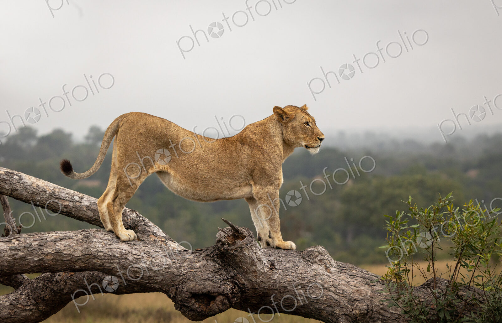A lioness, Panthera leo, standing on a fallen over tree.