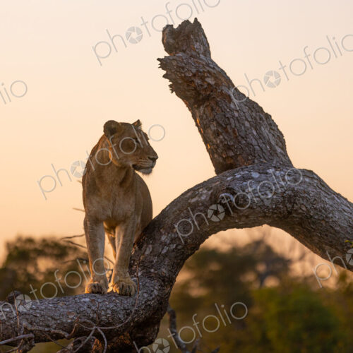 A lioness, Panthera leo, standing on a tree, during sunset. A lioness, Panthera leo, standing on a tree, during sunset.