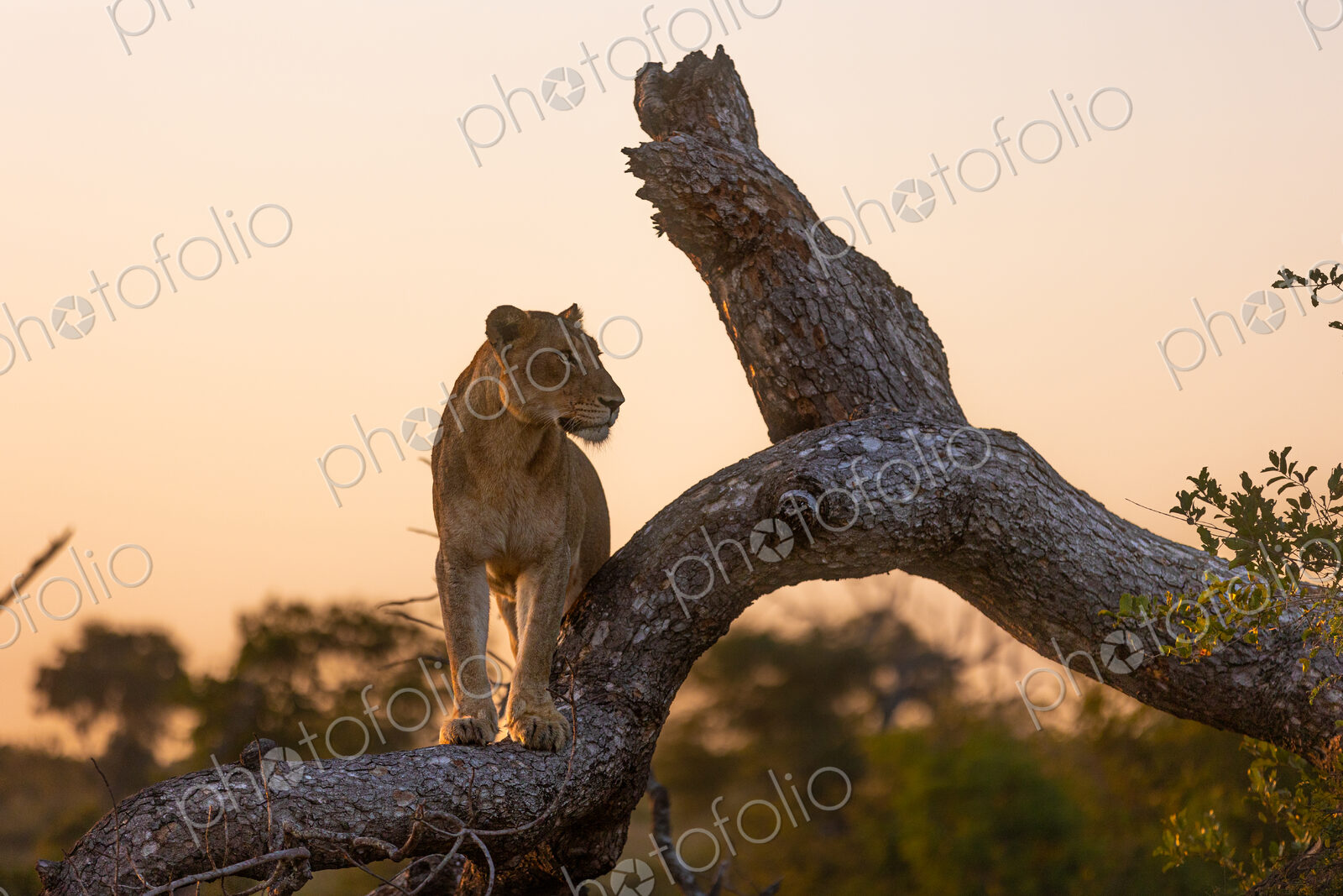 A lioness, Panthera leo, standing on a tree, during sunset.