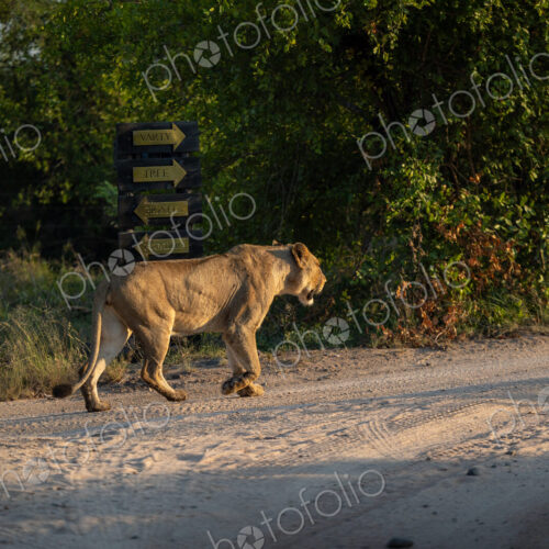 A lioness, Panthera leo, walking. A lioness, Panthera leo, walking.