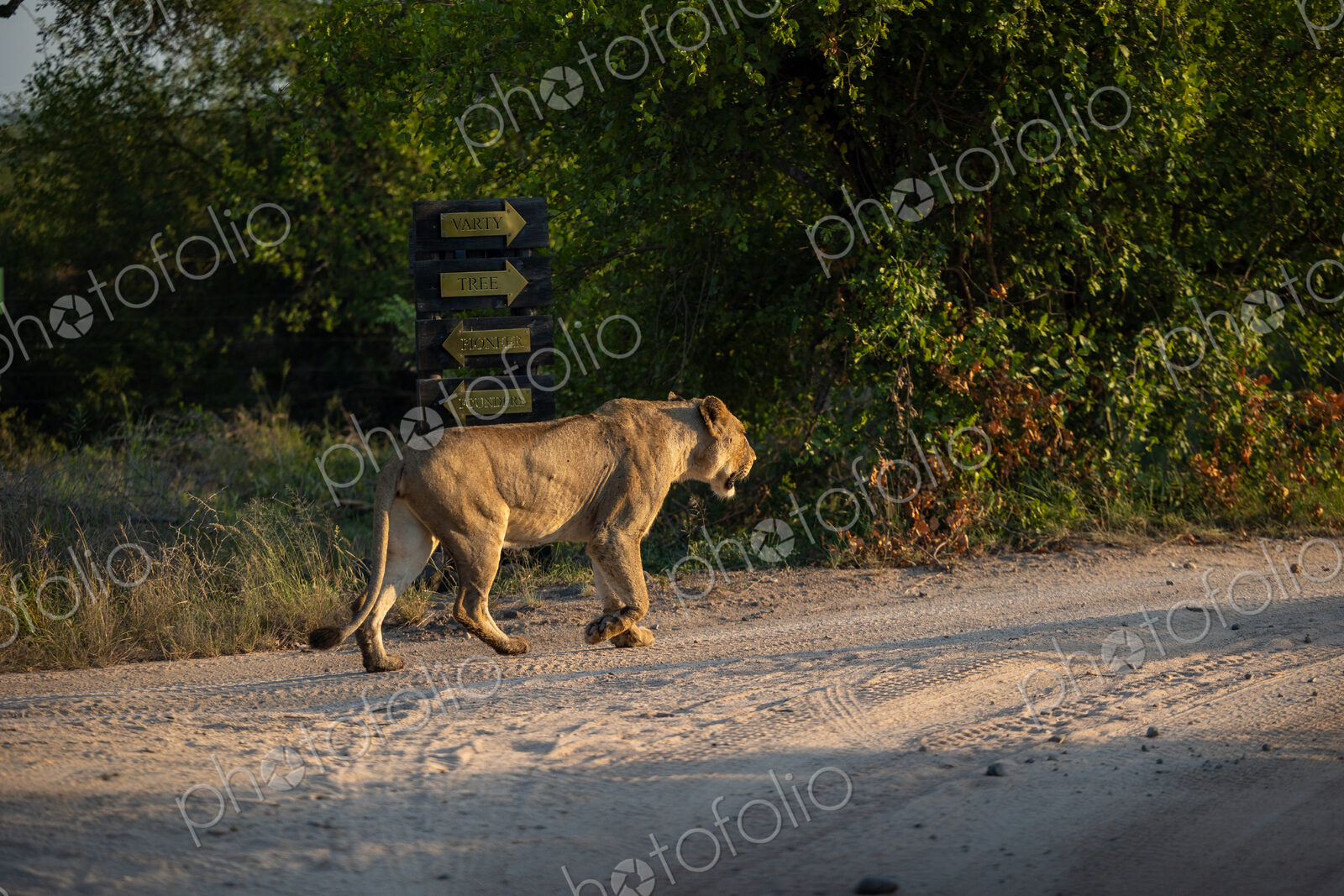A lioness, Panthera leo, walking.
