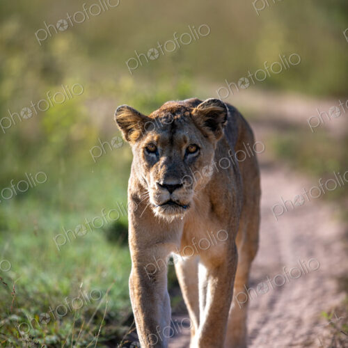 A lioness, Panthera leo, walking down a road, direct gaze. A lioness, Panthera leo, walking down a road, direct gaze.