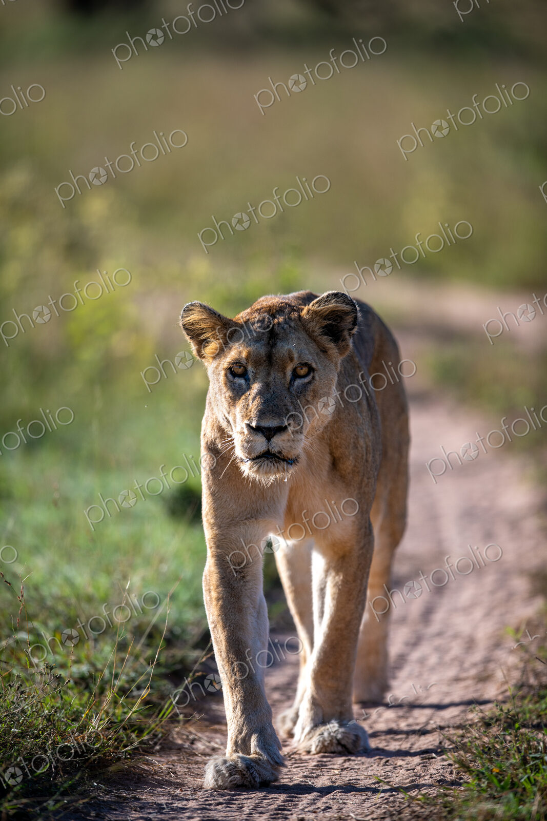 A lioness, Panthera leo, walking down a road, direct gaze.