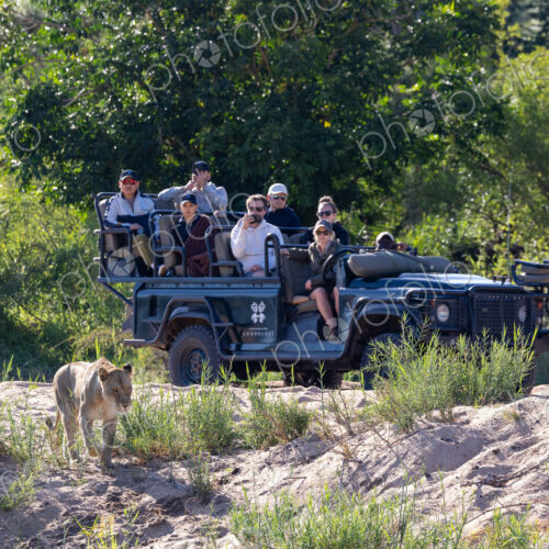 A lioness, Panthera leo, walking past a safari vehicle. A lioness, Panthera leo, walking past a safari vehicle.