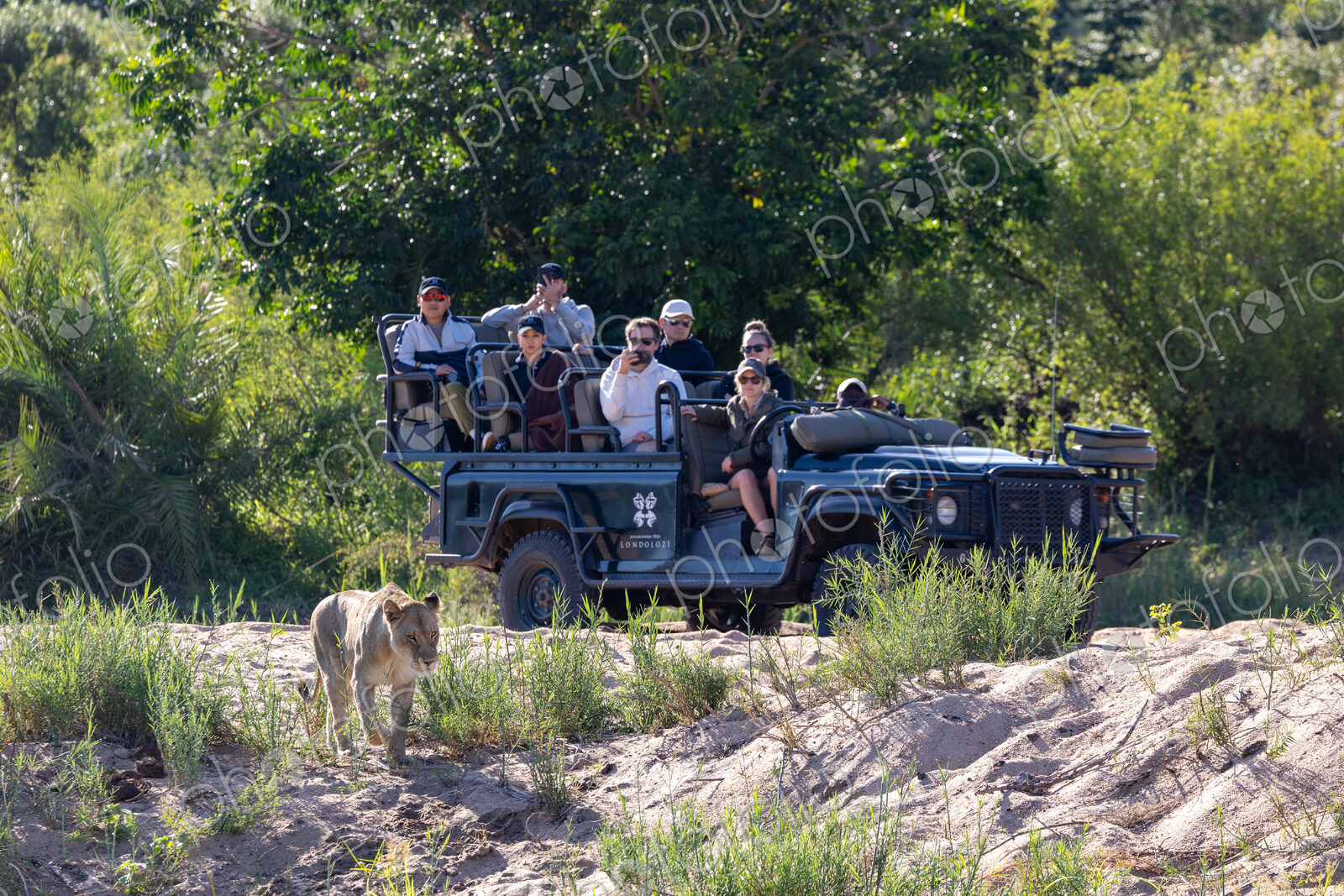 A lioness, Panthera leo, walking past a safari vehicle.