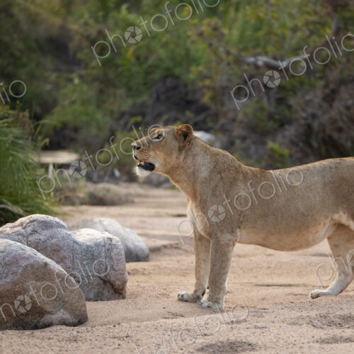 A lioness, Panthera leo, walking through a riverbed. A lioness, Panthera leo, walking through a riverbed.