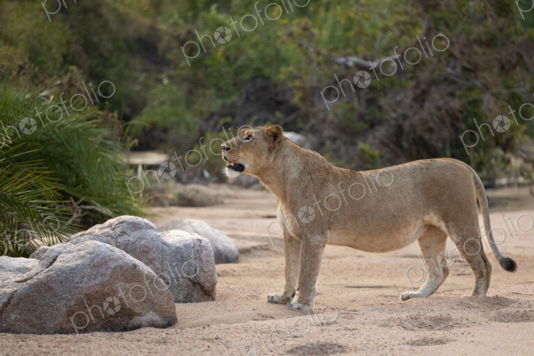 A lioness, Panthera leo, walking through a riverbed.