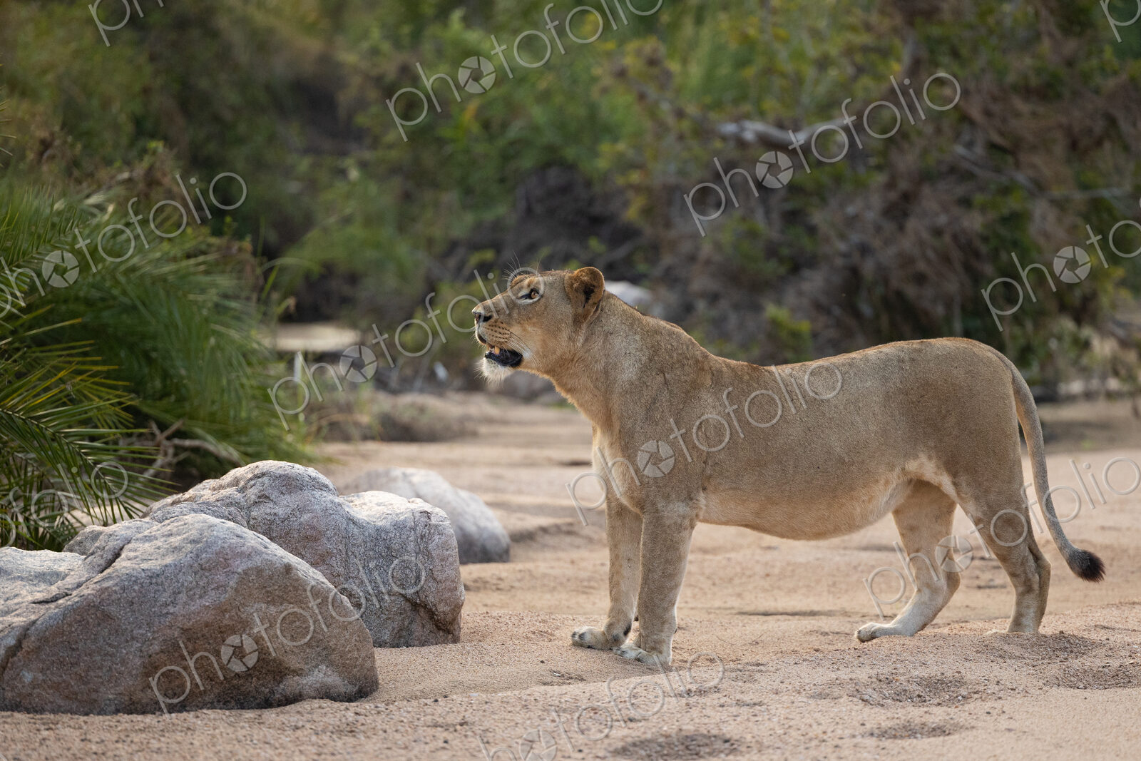 A lioness, Panthera leo, walking through a riverbed.