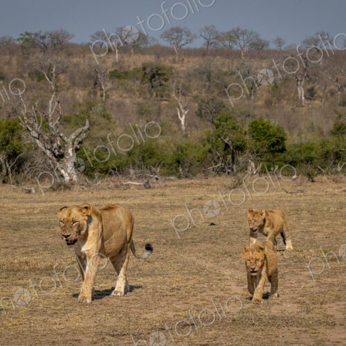 A lioness, Panthera leo, walking with her cubs. A lioness, Panthera leo, walking with her cubs.