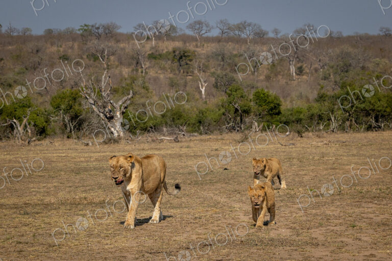 A lioness, Panthera leo, walking with her cubs.