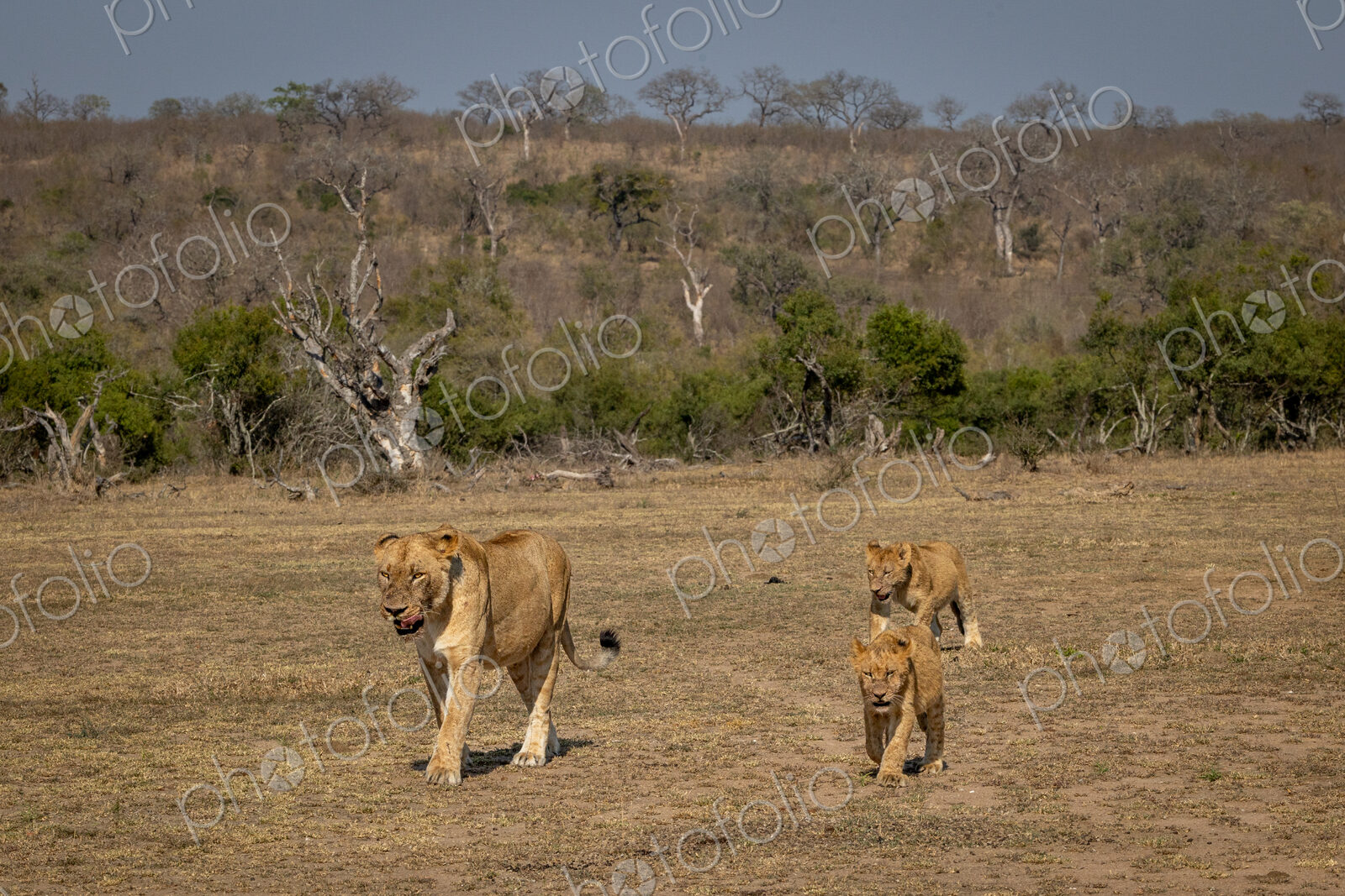 A lioness, Panthera leo, walking with her cubs.