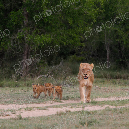 A lioness, Panthera leo, walking with her three cubs. A lioness, Panthera leo, walking with her three cubs.