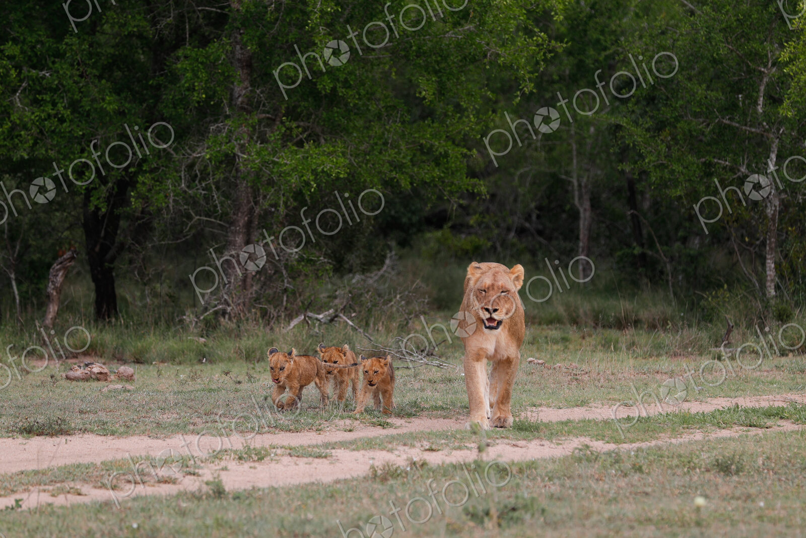 A lioness, Panthera leo, walking with her three cubs.