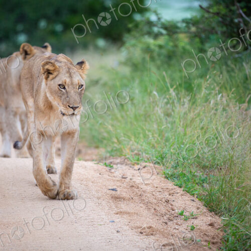 A lioness, Panthera leo, walks towards the camera on a sand road, looking out of…