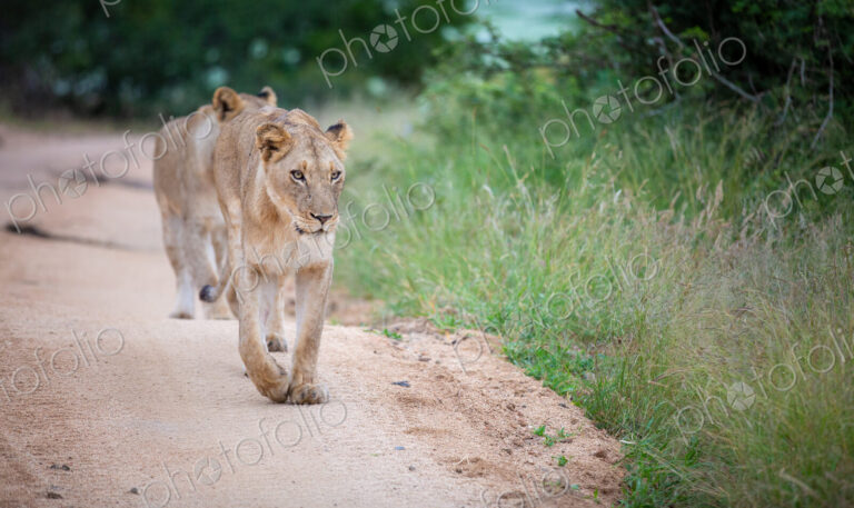 A lioness, Panthera leo, walks towards the camera on a sand road, looking out of…