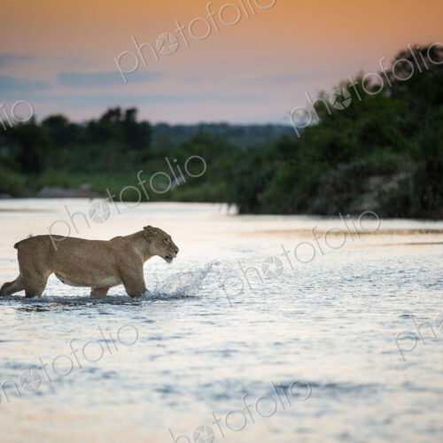 A lioness, Panthera leo, with no tail walks across a river, ears back, looking away,… A lioness, Panthera leo, with no tail walks across a river, ears back, looking away,…