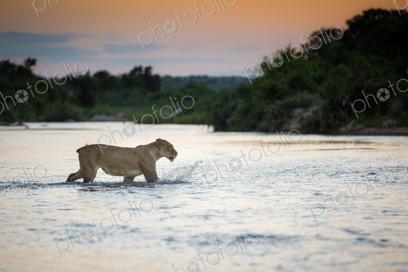 A lioness, Panthera leo, with no tail walks across a river, ears back, looking away,…
