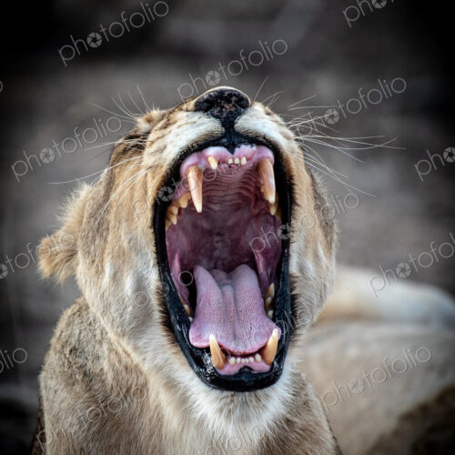 A lioness, Panthera leo, yawns, eyes closed, ears back A lioness, Panthera leo, yawns, eyes closed, ears back