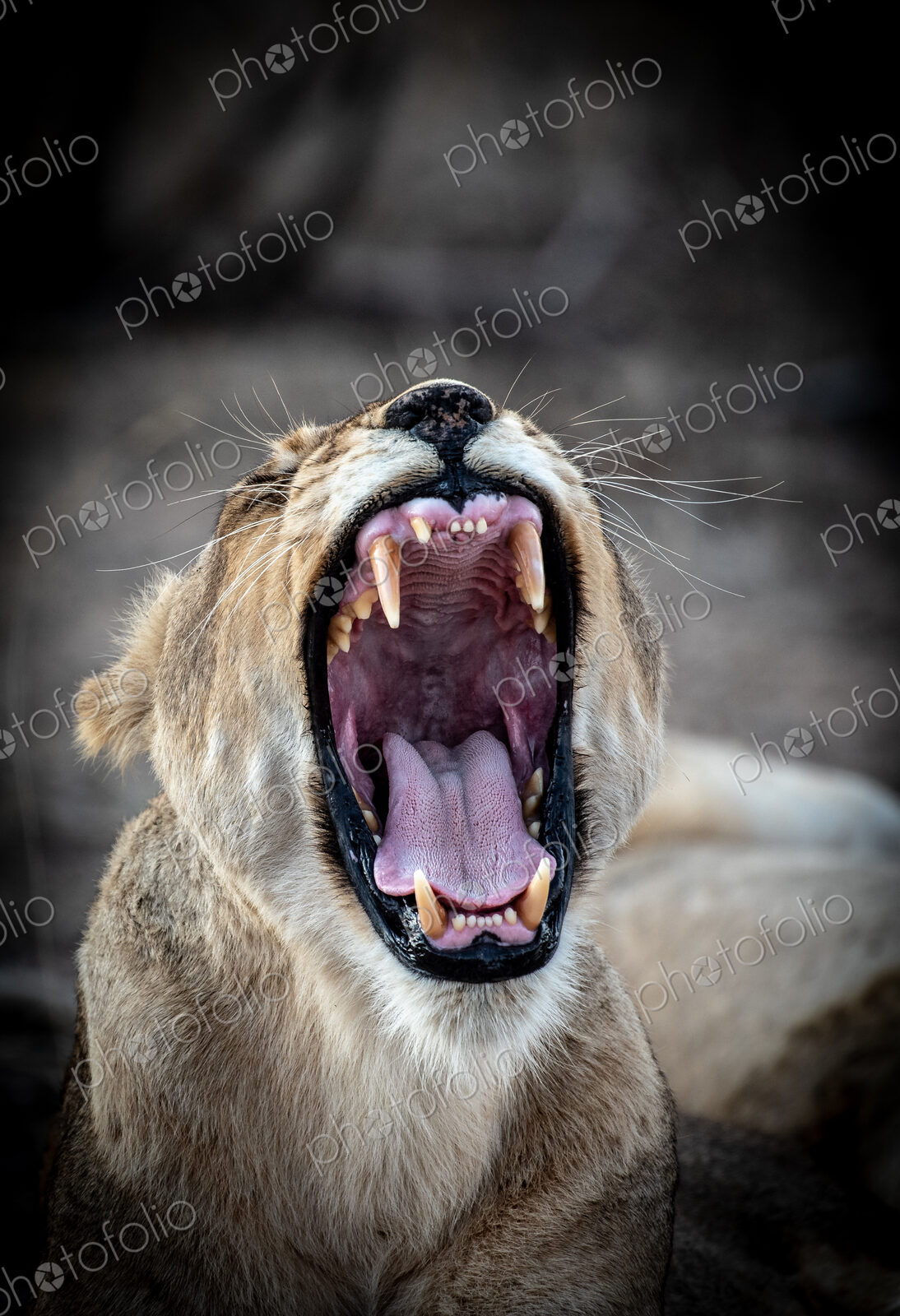 A lioness, Panthera leo, yawns, eyes closed, ears back