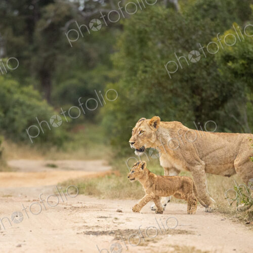 A lioness and her cubs, Panthera leo, crossing a road. A lioness and her cubs, Panthera leo, crossing a road.
