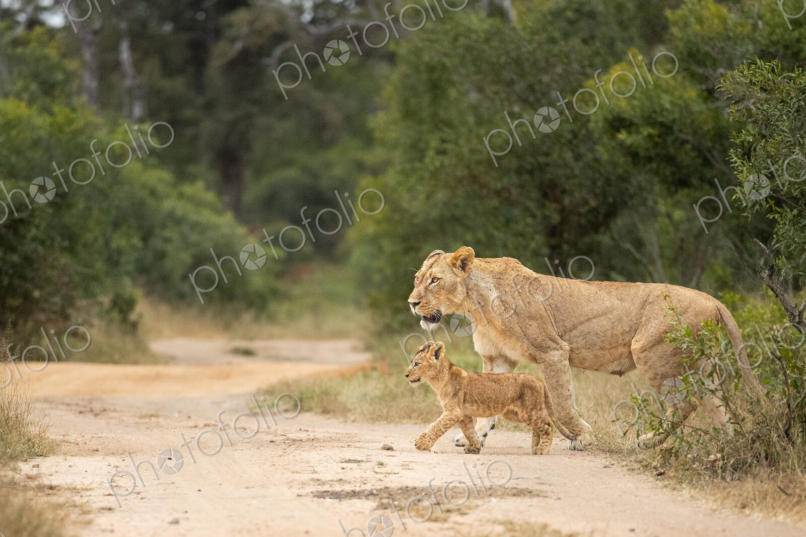 A lioness and her cubs, Panthera leo, crossing a road.