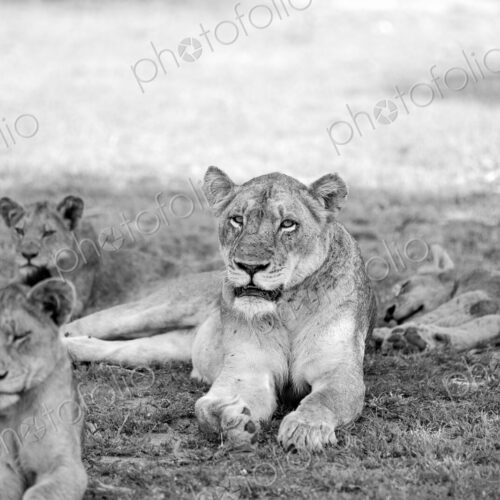 A lioness and her cubs, Panthera leo, lying down together, in black and white. A lioness and her cubs, Panthera leo, lying down together, in black and white.