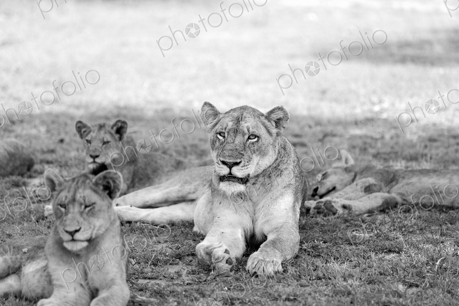 A lioness and her cubs, Panthera leo, lying down together, in black and white.